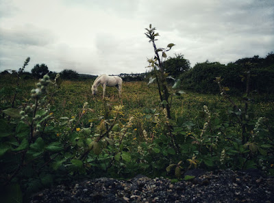 white horse in a beautiful green field