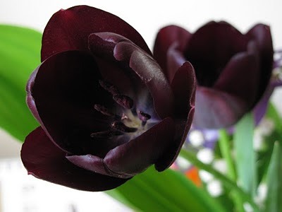 tulipanes-de-color-negro