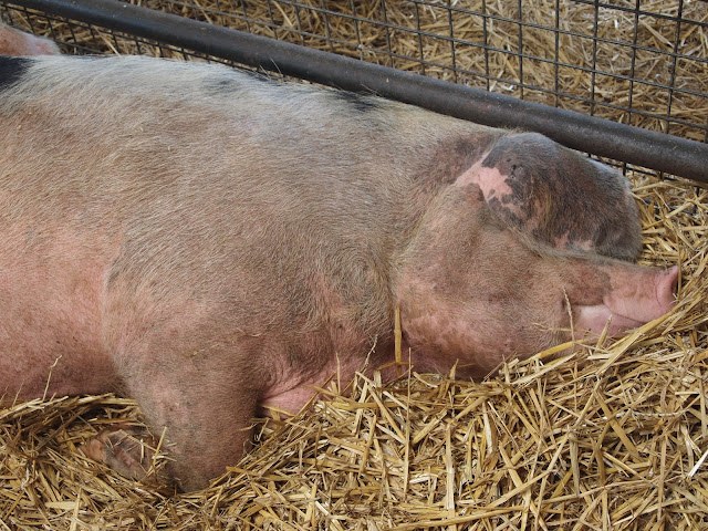 Godstone Farm, Surrey Review - sleeping pig