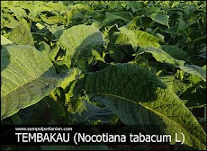 PESTISIDA NABATI Bahan Tembakau (Nocotiana tabacum L)