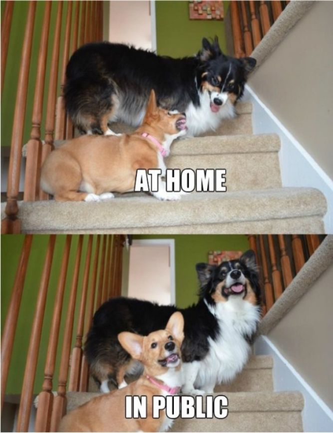 At home vs public! - Funny Dog Memes, pictures, photos, images, pics, captions, jokes, quotes, wishes, quotes, SMS, status, messages, wallpapers.