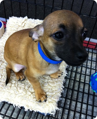 chihuahua rat terrier