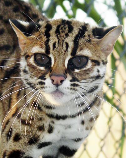 Bengal Cat