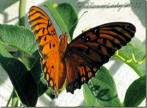 06-20-gulf-fritillary