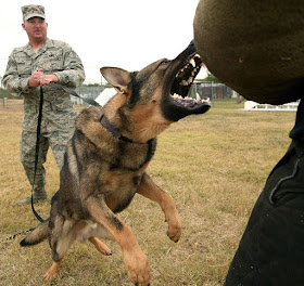 USAF-Attack-Dog