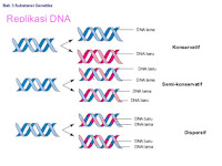 Materi Genetika : Gambar dan Penjelasan Replikasi DNA