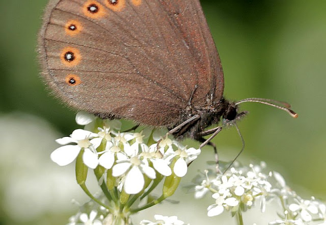 Erebia medusa, Rundaugen-Mohrenfalter