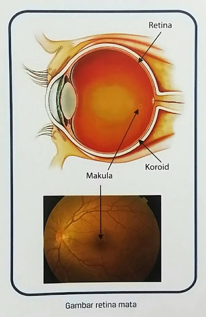makula pusat retina