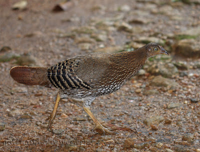 Sri Lanka Junglefowl