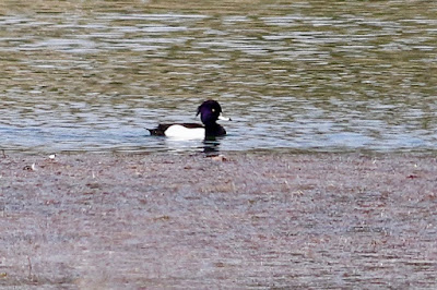 "The male Tufted Duck has a distinctive appearance with a black body, white flanks, and a long tuft of feathers on the back of its head."
