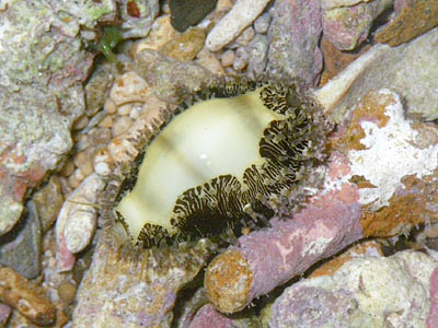 Money Cowrie (Cypraea moneta)