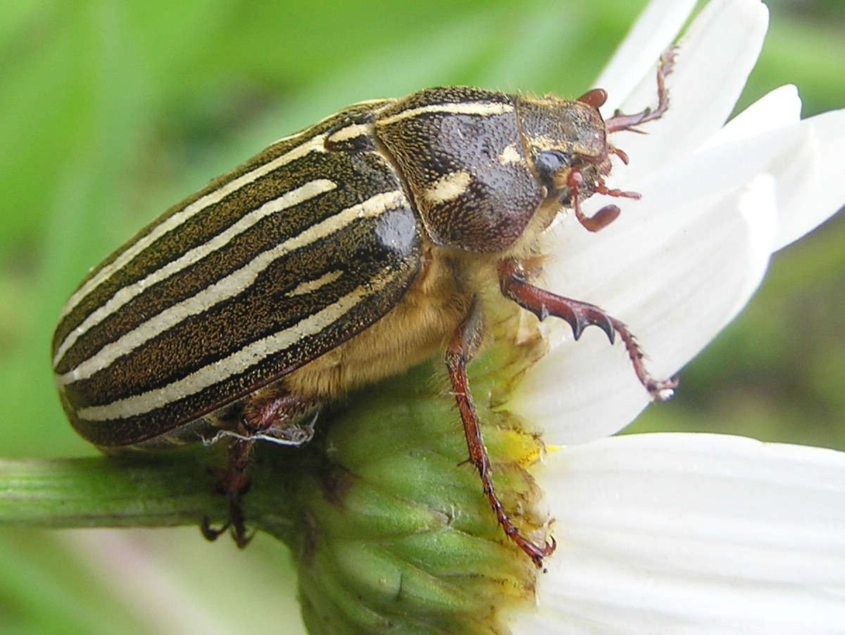 green june beetle cotinus nitida