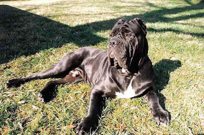 Largest Dog in the World Hercules