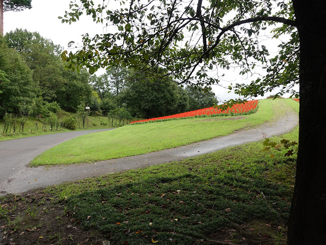 とっとり花回廊の花の丘のサルビア（来路花）