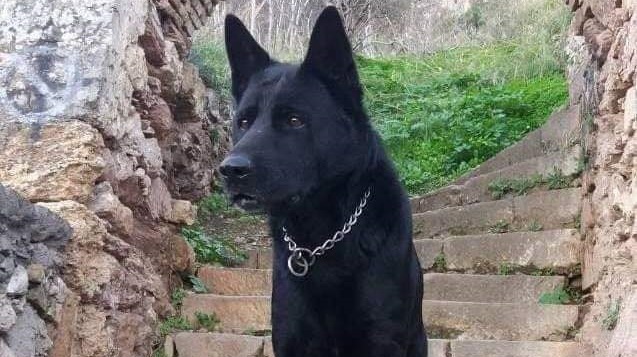 Έφυγε από τη ζωή ο αστυνομικός σκύλος της Αργολίδας "blacky"