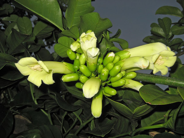 Tecomanthe speciosa