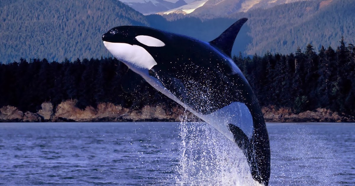 AVEEK- Blogs: killer whale