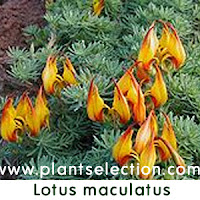 lotus maculatis