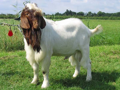 klasifikasi dan informasi mengenai kambing atau wedhus