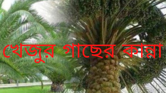খেজুর গাছের কান্না