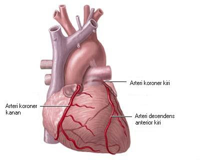 Pembuluh darah koroner