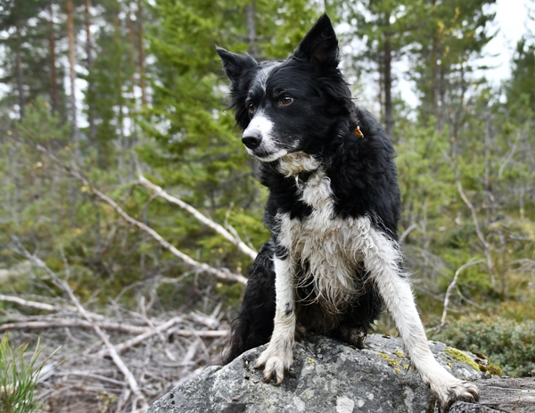 border collie