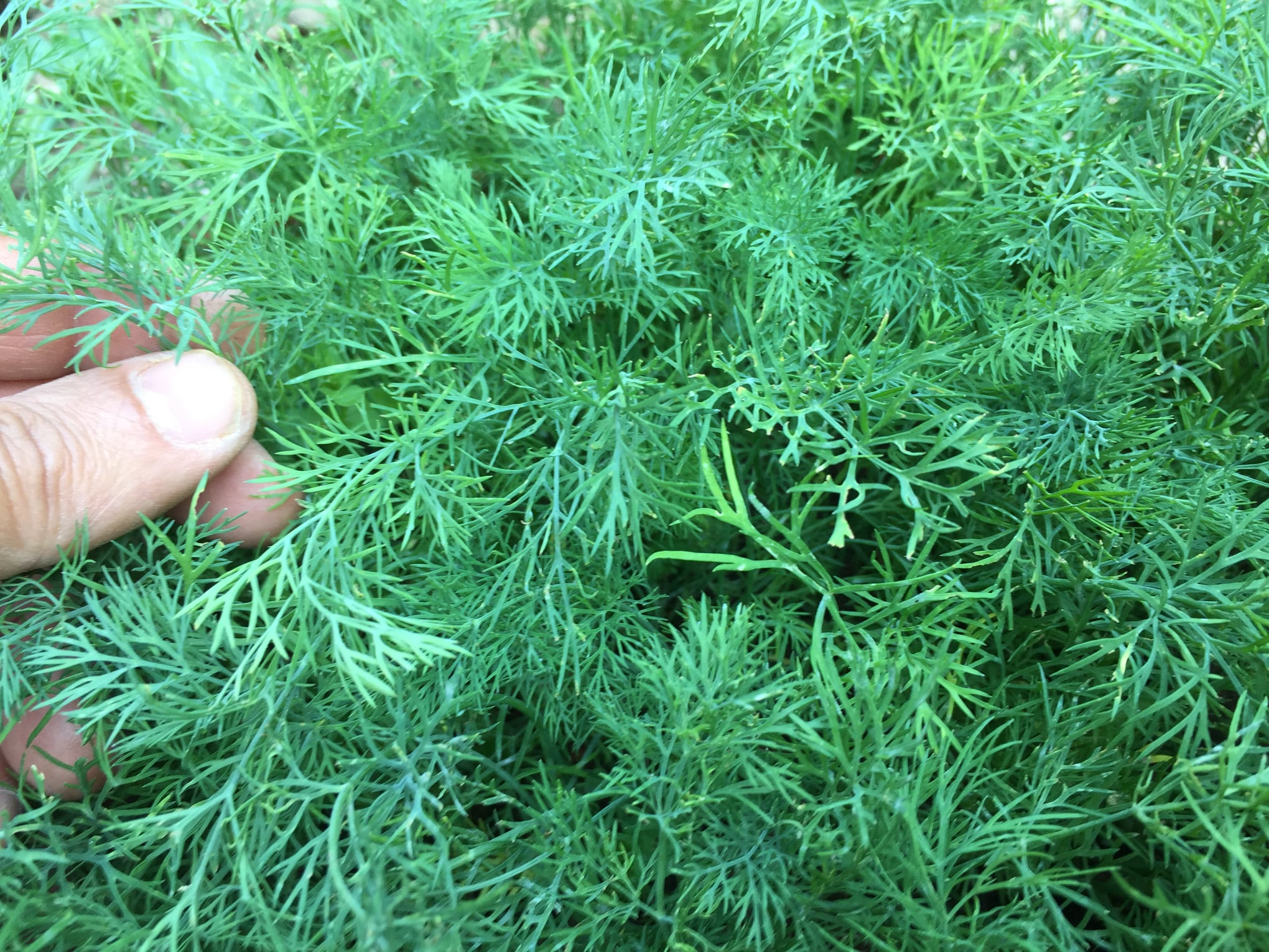 This amazing aromatic herb is known for its culinary and medicinal properties. Dill has a very strong odor. The scientific name "graveolens" literally means strong smelling!