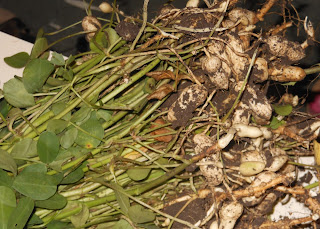 Peanut plants in Junagadh district of Gujarat