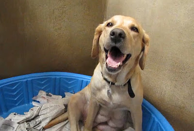 GDB breeder mom Holly smiles as she sits in a plastic pool with her baby puppies