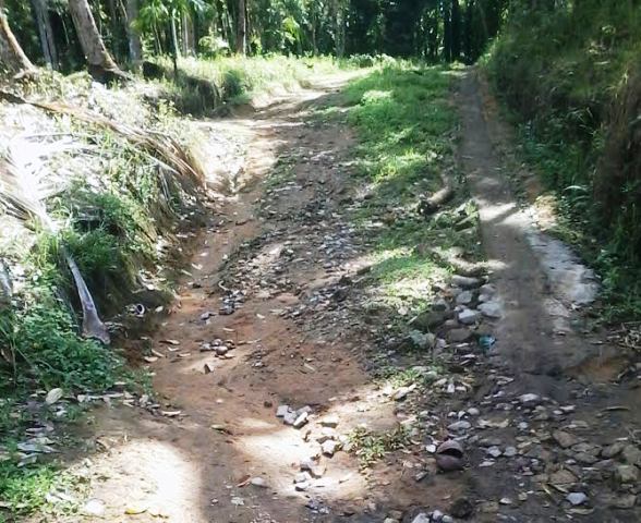 Masyarakat Korong Pematang Tinggi Sikucua Utara, Berharap Jalannya Sepanjang 3 Km Untuk Diaspal