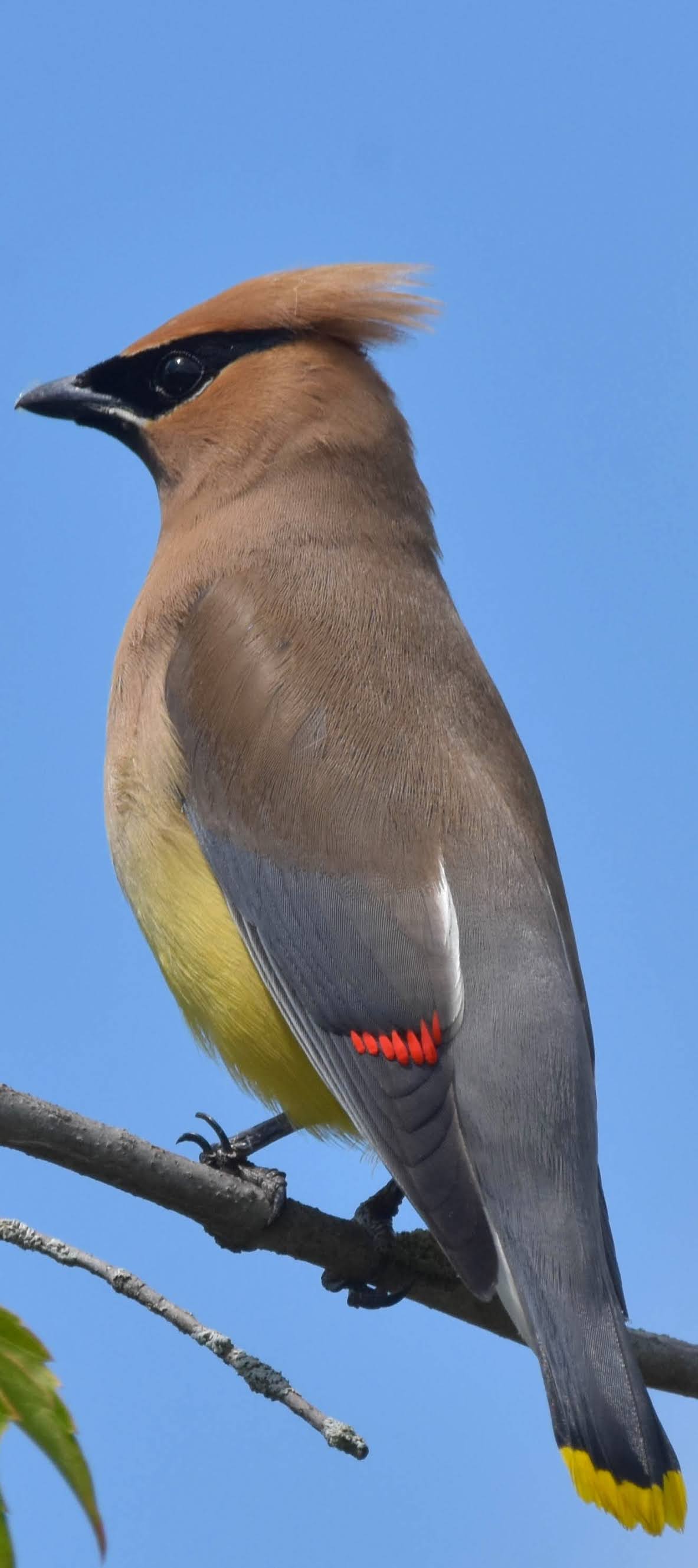 Beautiful cedar waxwing.