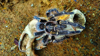 Golden leg tarantula photo