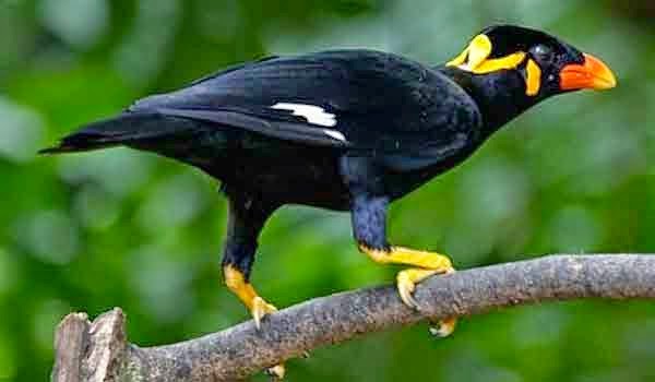 Beo Nias (Gracula religiosa robusta) ~ Pesona Nusantara