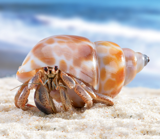 How to Keep Hermit Crabs and the General Costs Animals