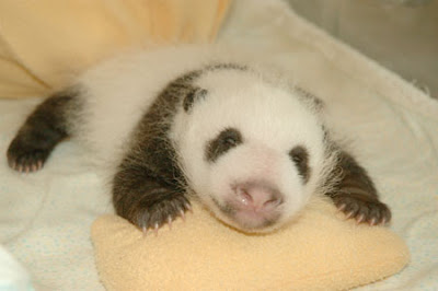 Cute panda bear cub