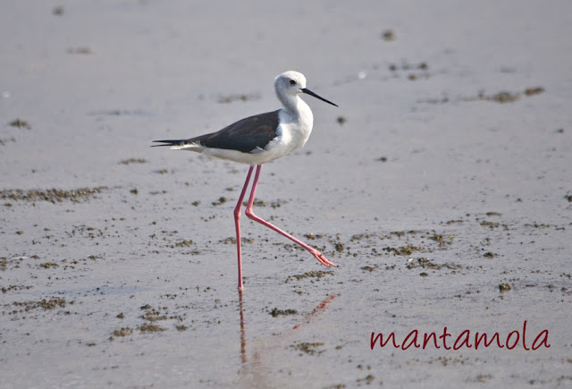 Black-winged Stilt