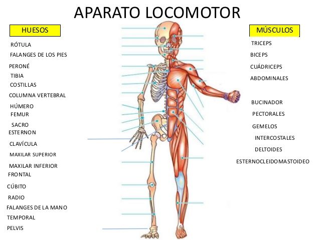 ¡No te pongas nervioso con el sistema nervioso y aparato locomotor!