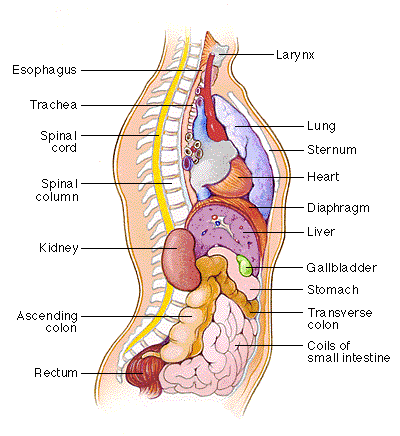 Funny Pictures Gallery: Organs, internal organs diagram, body organs location, body organs, organ