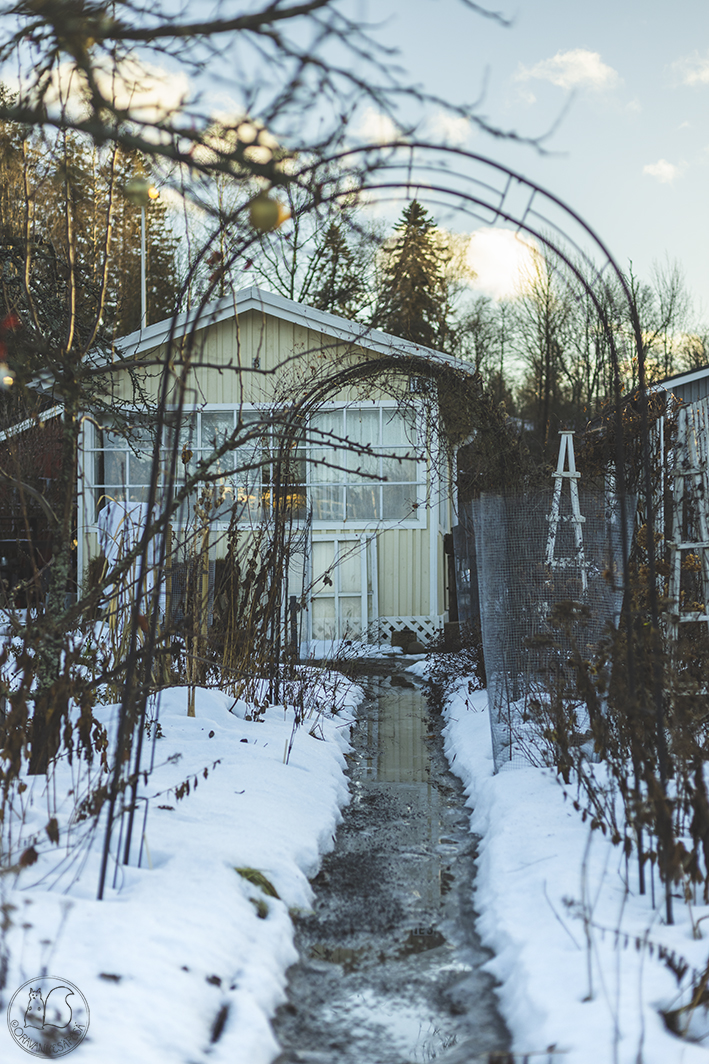 Valkoinen siirtolapuutarhamökki lumisessa puutarhassa.