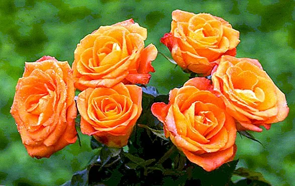 Orange Rose Flower Images - Beautiful Flower Images Download - rose wallpaper Rose Flower Images Download - NeotericIT.com