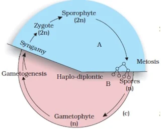 Haplo-diplontic life cycle diagram