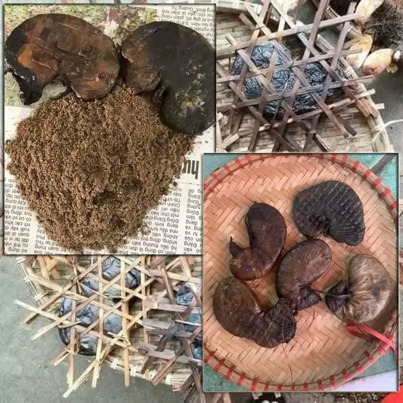Dạ dầy nhím rừng