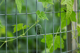 Little melon