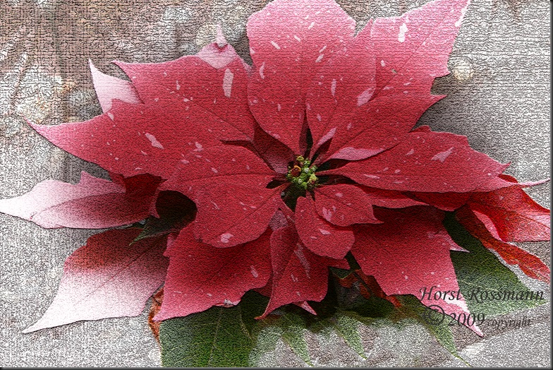 poinsetta 4
