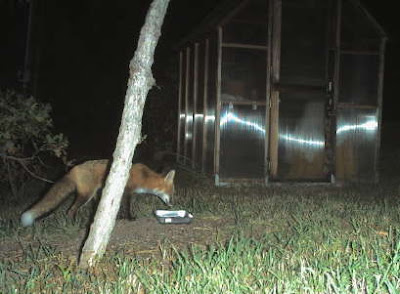 Red fox. Photo by Chas S. Clifton 10/3/07