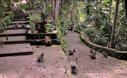  memang sudah lama dikenal oleh kalangan penikmat wisata Indonesia 7 Tempat Wisata di Ubud Bali Paling Favorit