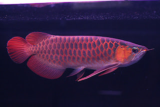 arowana red fish freshwater pets