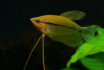 Pearl gourami - Trichopodus leerii