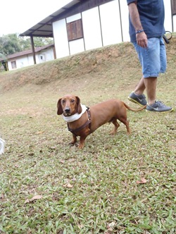 Patas 21 (147)