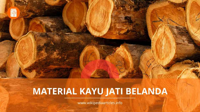 kayu jati belanda